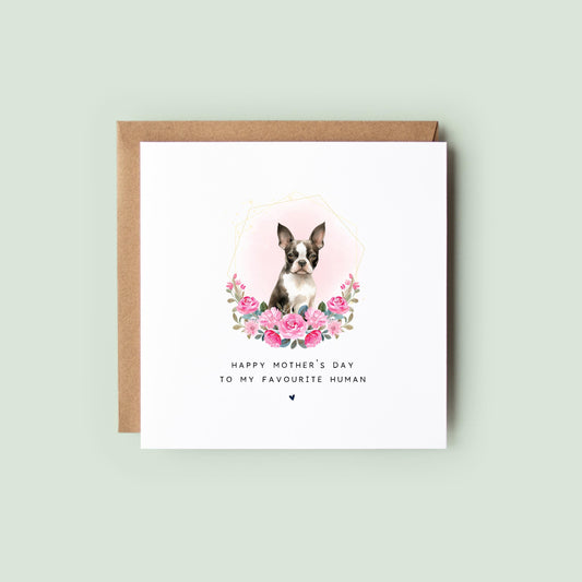 Boston Terrier Mother’s Day card with watercolour Boston Terrier in a soft pink floral frame and text “Happy Mother’s Day to my favourite human”, shown as a square white 148x148mm (6x6) card with Kraft envelope behind.